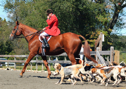 thegypsymare:horse and hounds on Flickr. 