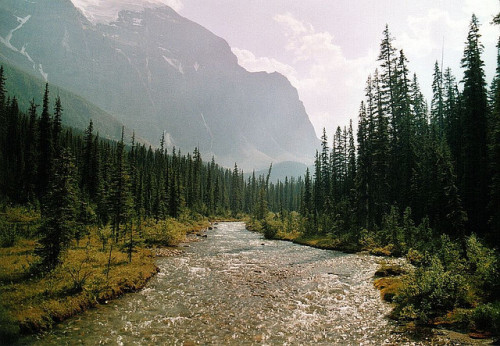 sav3mys0ul:  Canada, Alberta, Banff NP, Paradise Creek (by Sam Kay) 