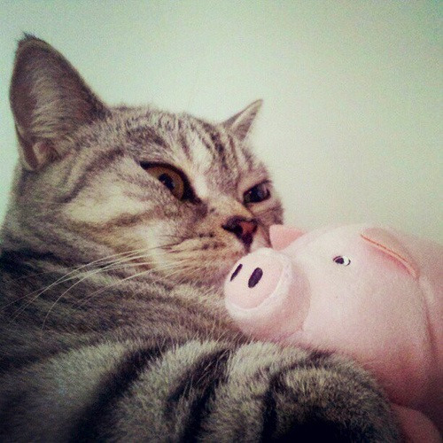 With Piggy. by Steve Pang)