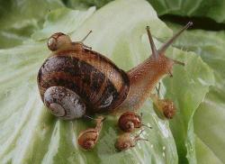 lilitudracul:  chupaflora:  amischiefofmice:  snail fambliy  noot noot  [chorus of smaller noot noots] 