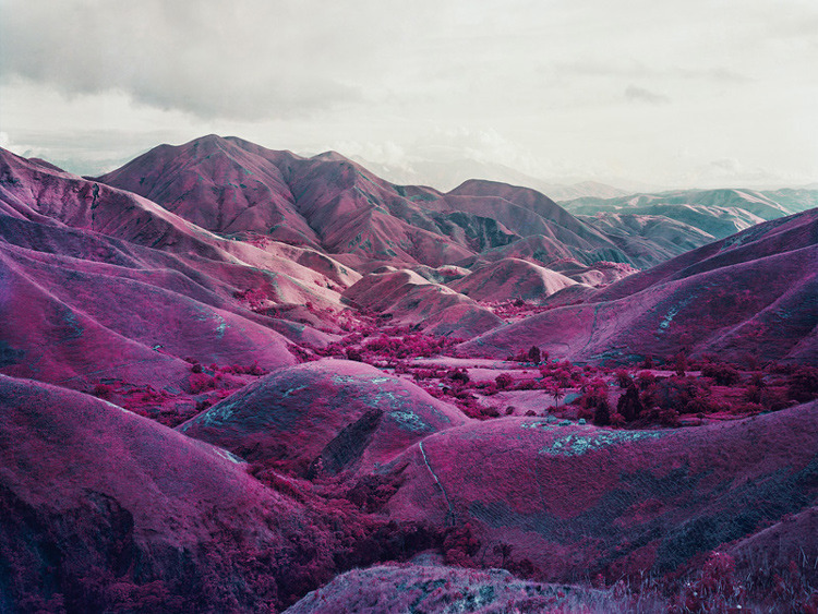 hifas:  Infra by Richard Mosse 