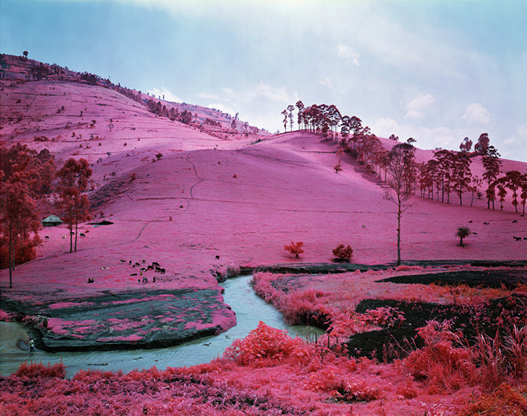 hifas:  Infra by Richard Mosse 