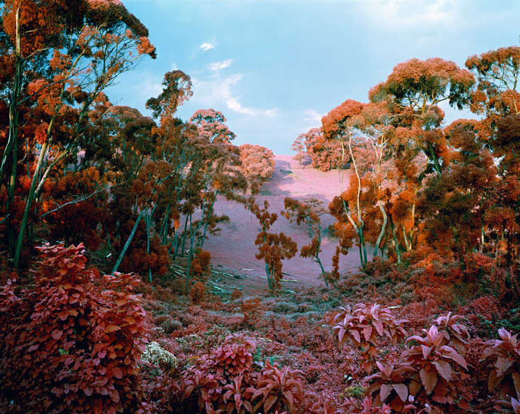 hifas:  Infra by Richard Mosse 