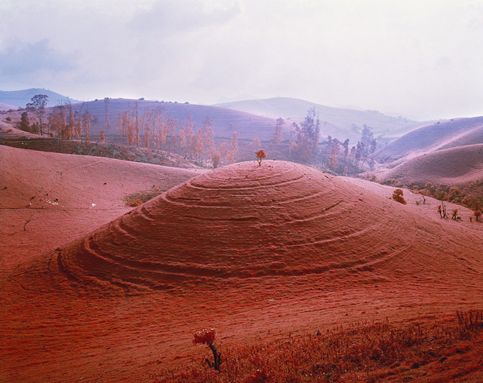 hifas:  Infra by Richard Mosse 