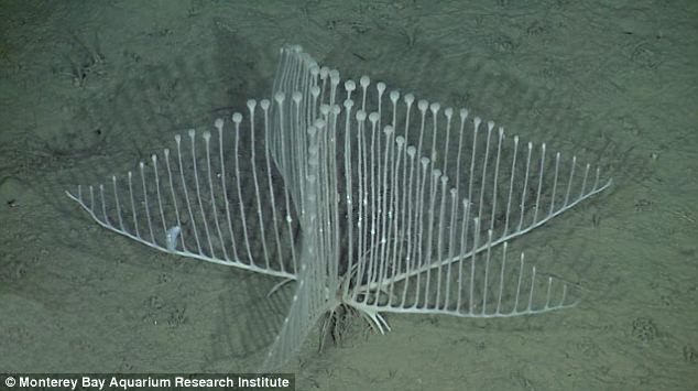 oceanportal:
“ This strange-looking deep sea harp sponge is carnivorous!
“Typically, sponges feed by straining bacteria and bits of organic material from the seawater they filter through their bodies. However, carnivorous harp sponges snare their...