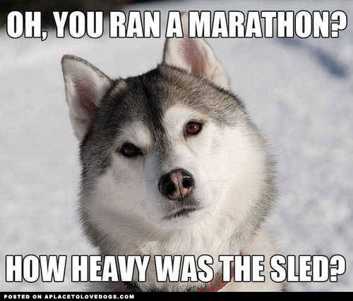 aplacetolovedogs:  This smart Husky is so right! We think it’s a big deal to run a marathon, try doing one with a sled attached to you!! Original Article  *clap, clap, clap*I see what you did there.