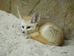 fuckyeahfennecs:  Fennec fox by Marie Hale