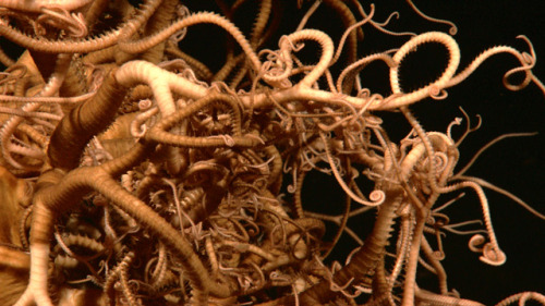 A giant basket star with an intricate network of bifurcating legs is imaged 555 meters deep by the Little Hercules ROV at a site referred to as ‘Nuang Traverse’ on July 3, 2010 during the INDEX SATAL 2010 Expedition. Image courtesy of NOAA Okeanos