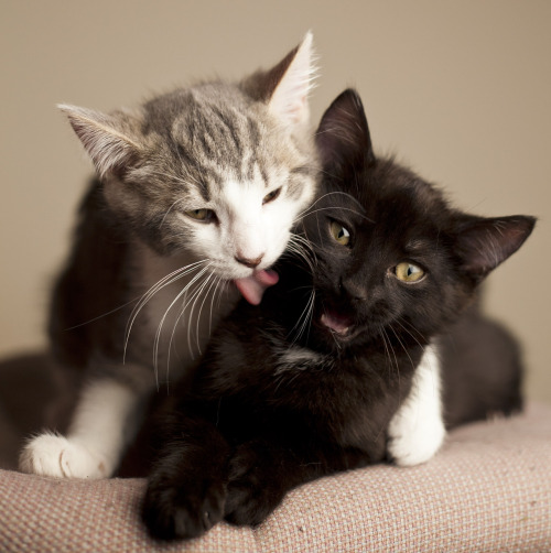 theanimalblog:Brotherly love! Meet Troy & Abed by Davey J Photography