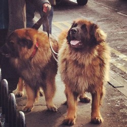 thedarksideofgruff:  I want one