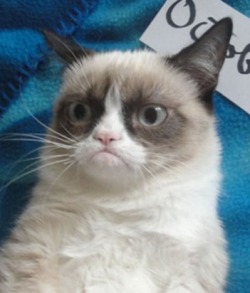 The-Absolute-Funniest-Posts:     Follow This Blog, You’ll Love It On Your Dashboard!