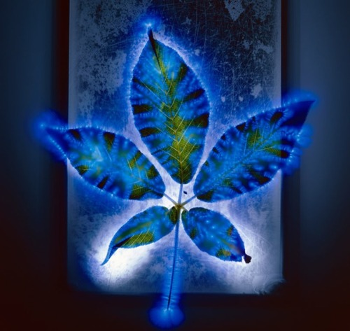 arpeggia:Photographs of electrocuted flowers by Robert Buelteman