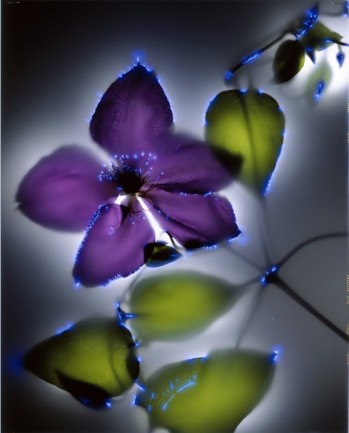 arpeggia:Photographs of electrocuted flowers by Robert Buelteman