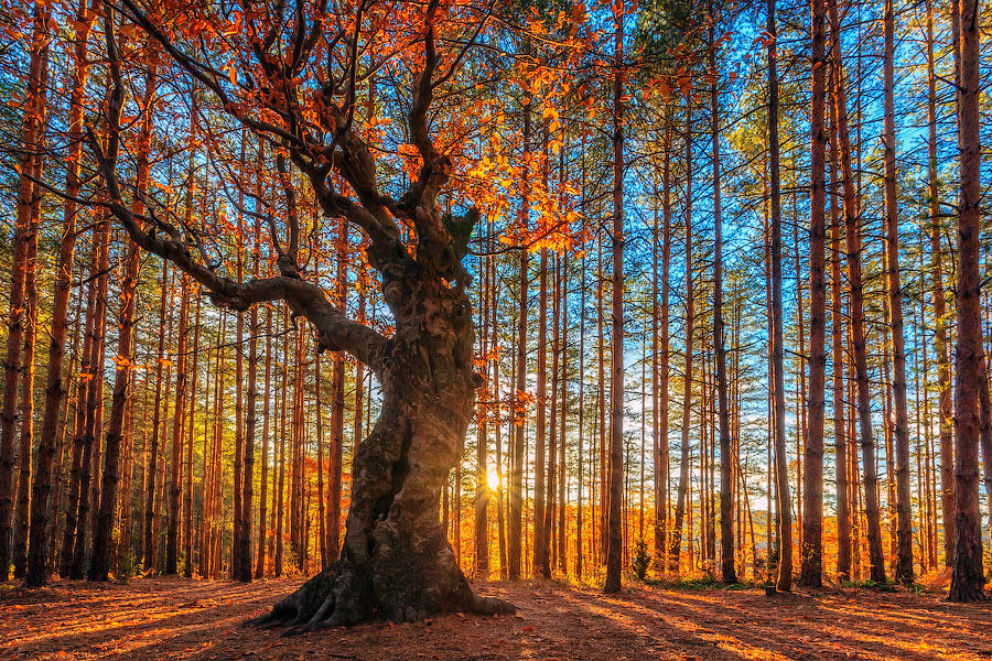pdpete:  The King Of the Forest [Rhodope Mountains, Bulgaria] submitted bydodmumdee.
