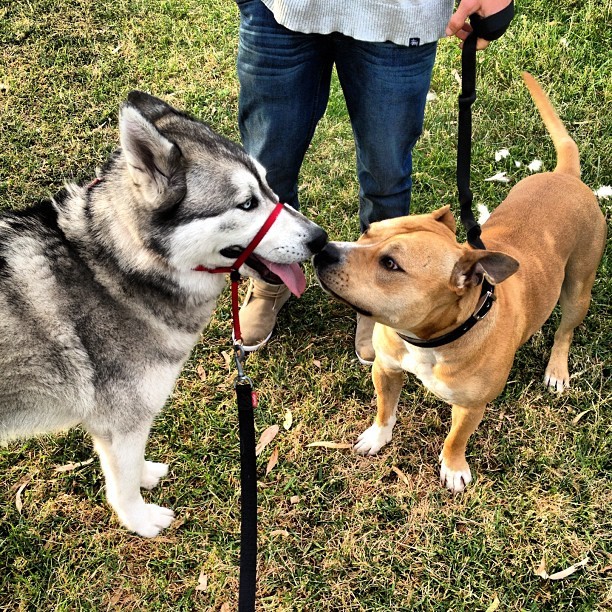 Hangs with @liamsvz and #tyson ! Such good mates already! #husky #malamute #dogsofinstagram