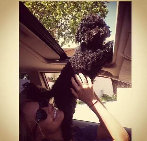 mihsty:     ✩rosy blog following back everyone✩   