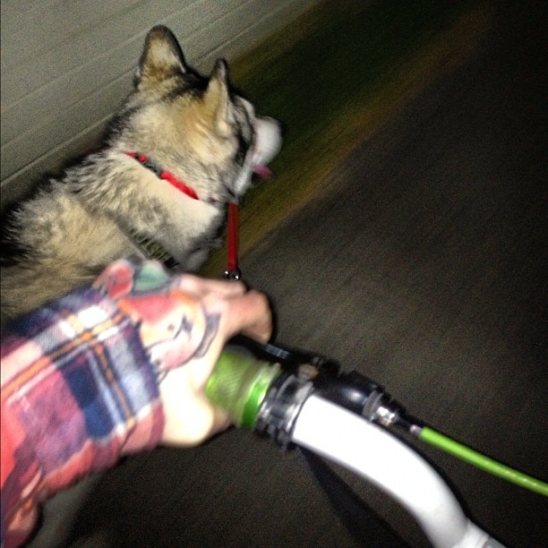 #bmx rides with #boston ! #husky #malamute #cute #dogsofinstagram #puppy #pet #dog