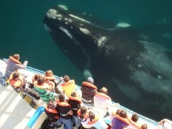 hi-andi:  earthlynation:  ocean giant; whale watching source   Wow