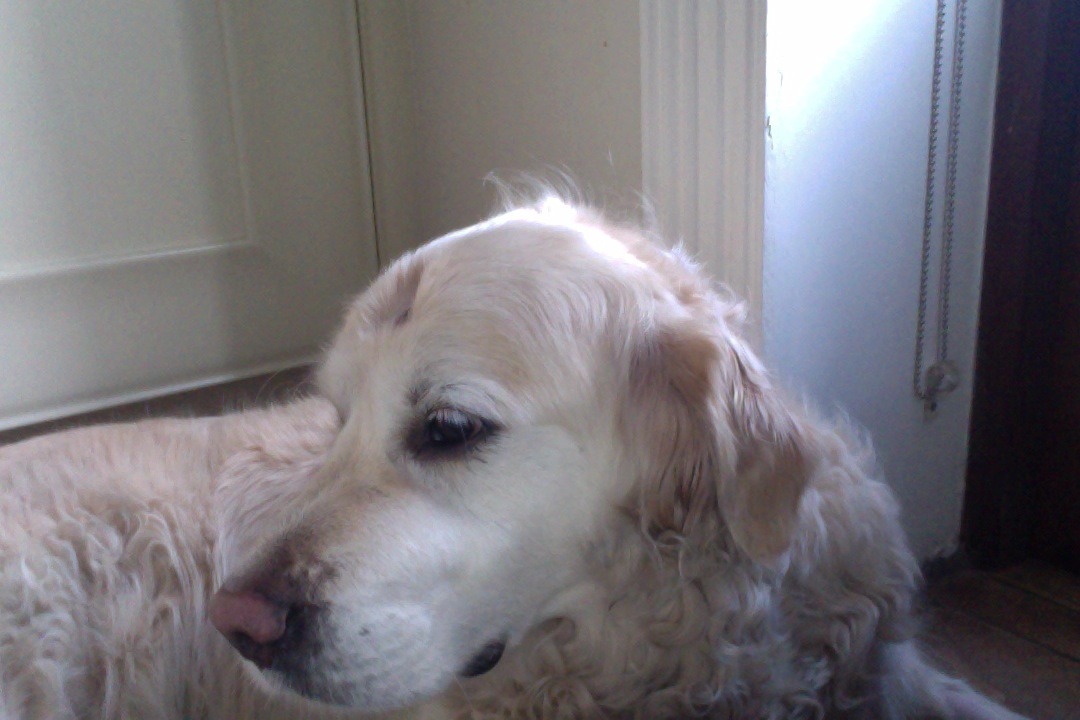 My dog got this thing removed from her head and now she looks like she had a lobotomy