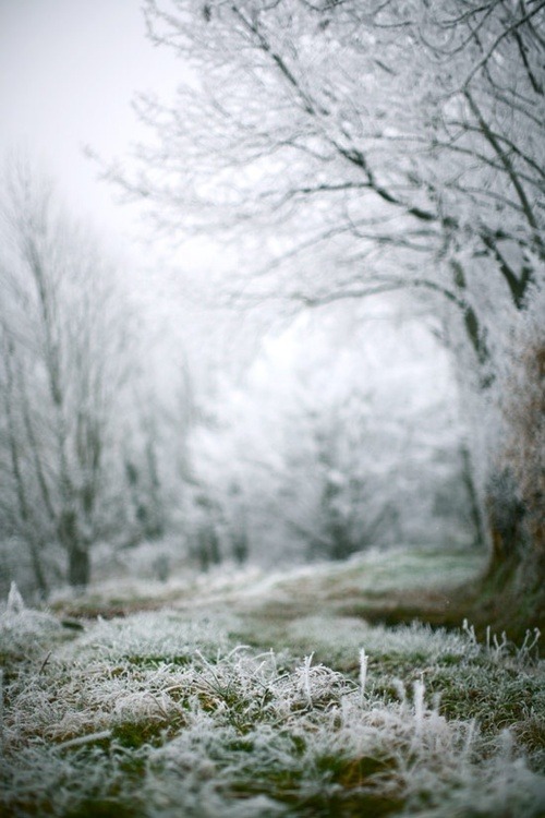 wonderland