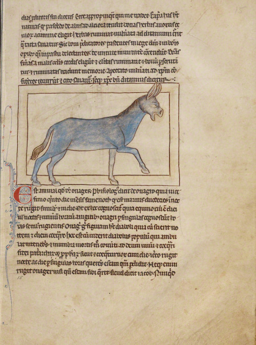 A donkey and an elephant in the Northumberland Bestiary, about 1250–60. The J. Paul Getty Museum