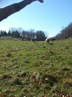 The cattle grazing.