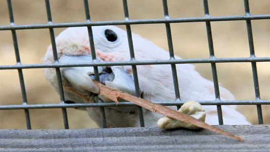 Crafty cockatoo invents tools to get food
The clever bird would chew a stick into a shape to make it easier to rake food closer to herself.