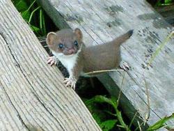 pingaspie:  thegreenwolf:  This is a baby stoat. It doesn’t need to attack other animals for food. It just gets within full range of the prey’s gaze and said prey is slain instantly from the power of cute. (Source unknown.)  This reminds me of my