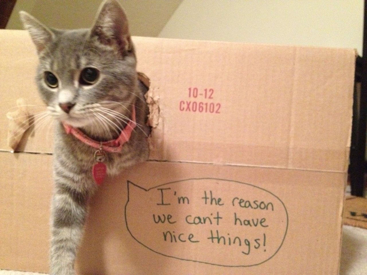 Killer Cat