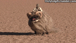catbountry:  BANTHA PUG. OH MY SHIT. 