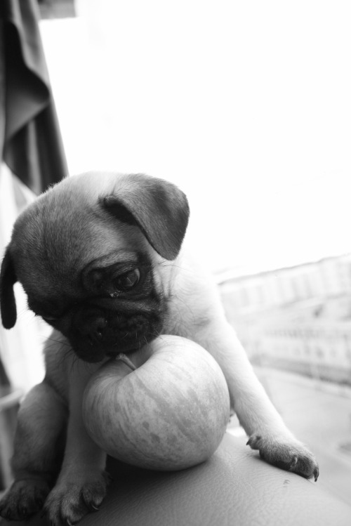 bluenailsc:  Gabo baby   Smush!!!!
