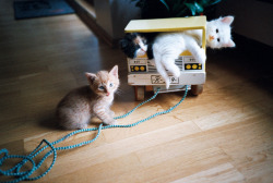 photographic-energy:  Crazy little furballs (by Dj Munnskol) 