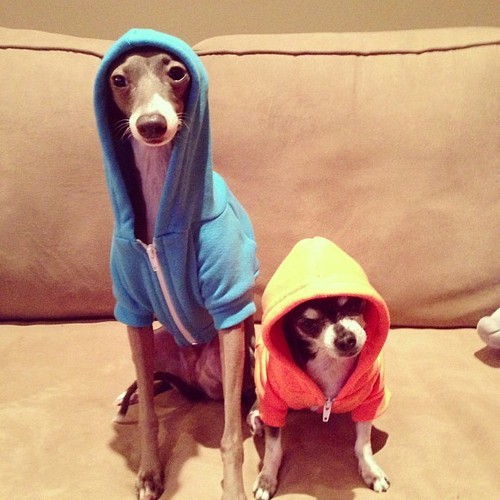 animalstalkinginallcaps:  HEY, WE WERE WONDERING IF YOU’D LIKE TO- JOIN OUR GANG