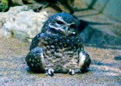 yusufdaistanboo:  mater—tua:  That owl