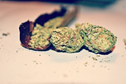 nicknigger:  rollin up a blunt of Orange Kush, Taken 11/3/2012 