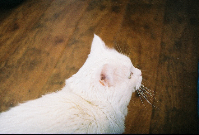 raiths:  Private Life of a Cat by liza shelestun on Flickr. 
