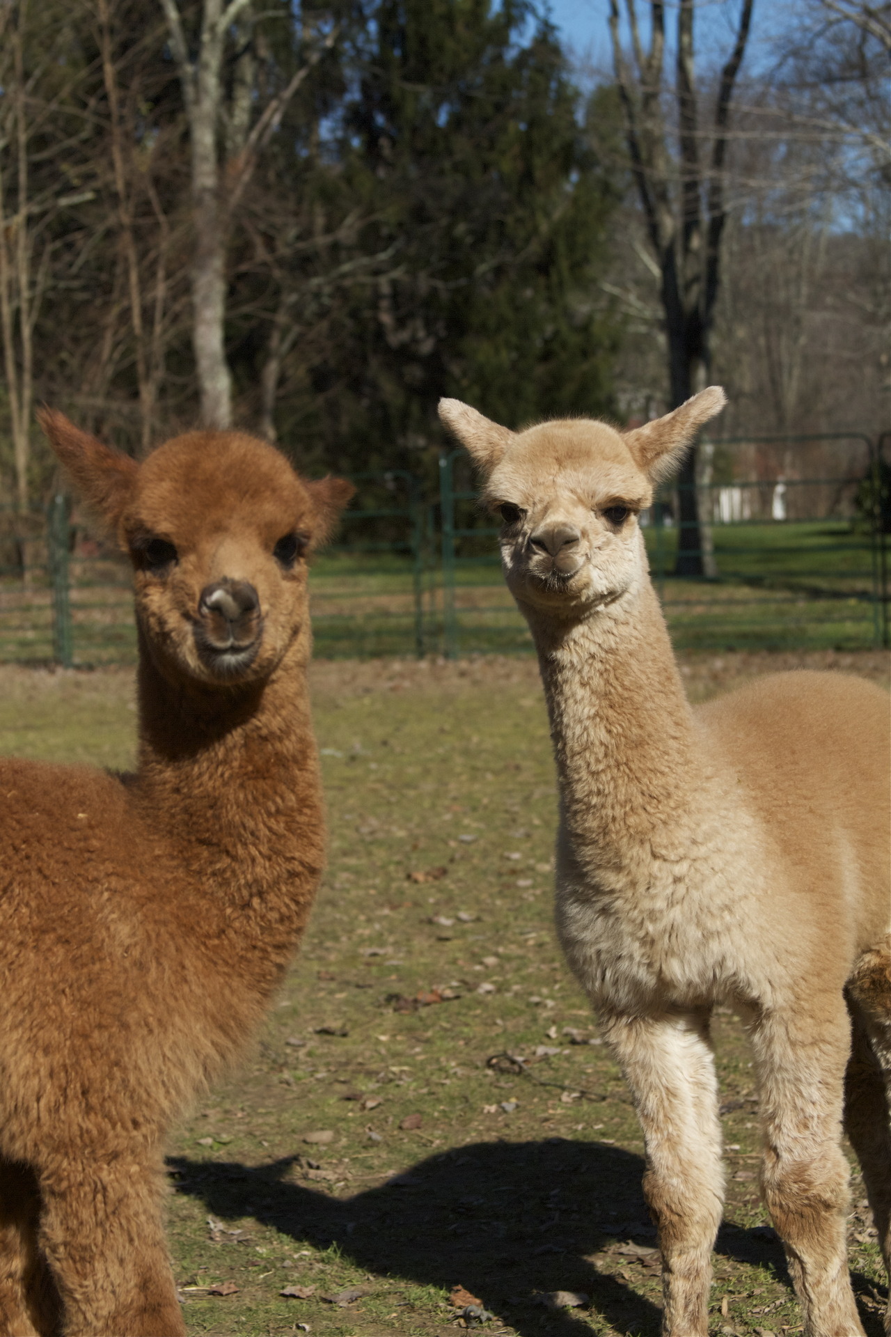 tenorjoshpage:  This years Alpaca Babies on our farm! So cute.  Brown: Barbery of