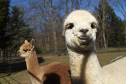tenorjoshpage:  This years Alpaca Babies on our farm! So cute.  Brown: Barbery of Seville —— Tan: Don Luciano —— White: Barbie Doll  Love taking pictures of our Alpacas, especially the babies.  