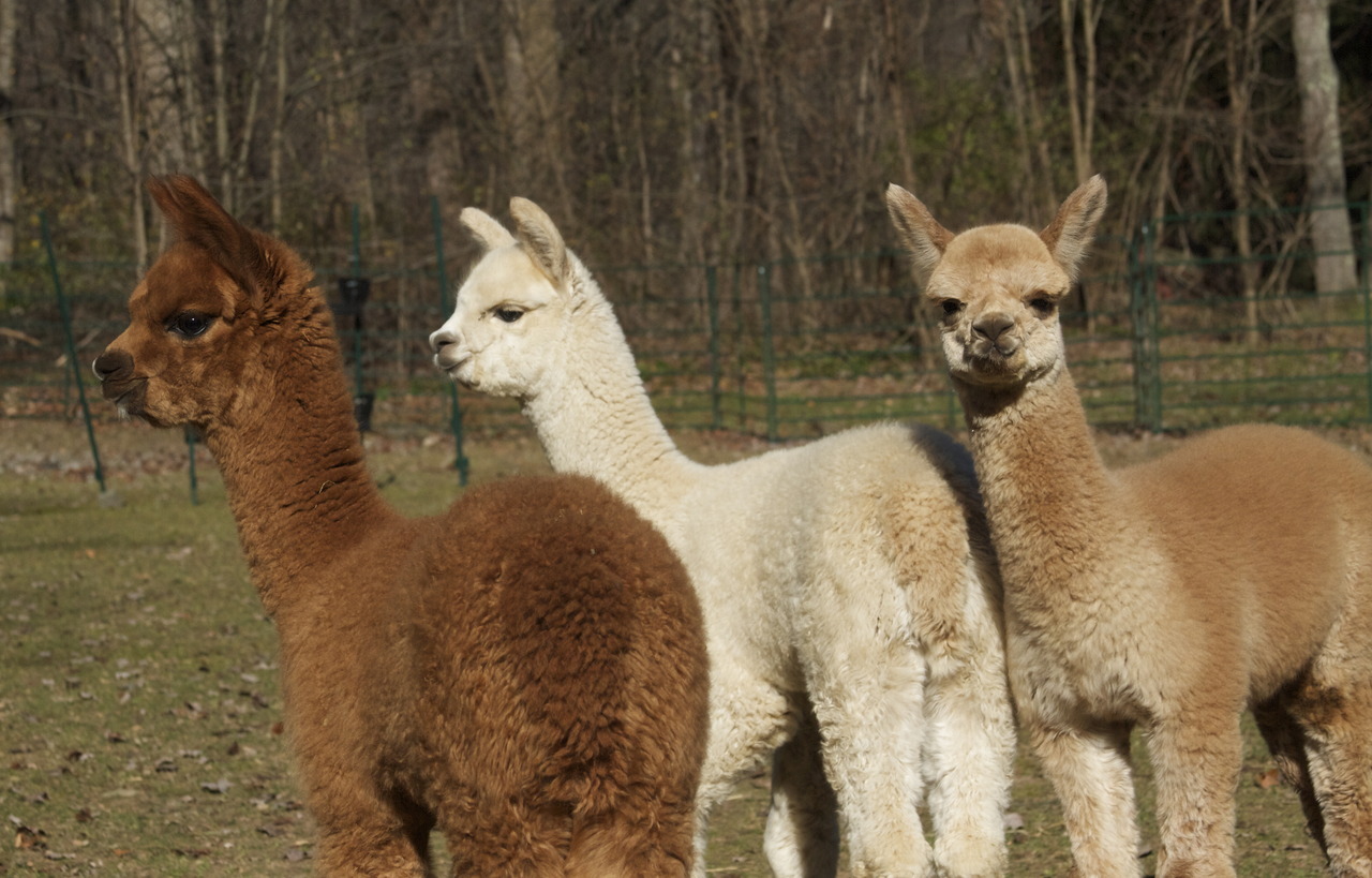 tenorjoshpage:  This years Alpaca Babies on our farm! So cute.  Brown: Barbery of