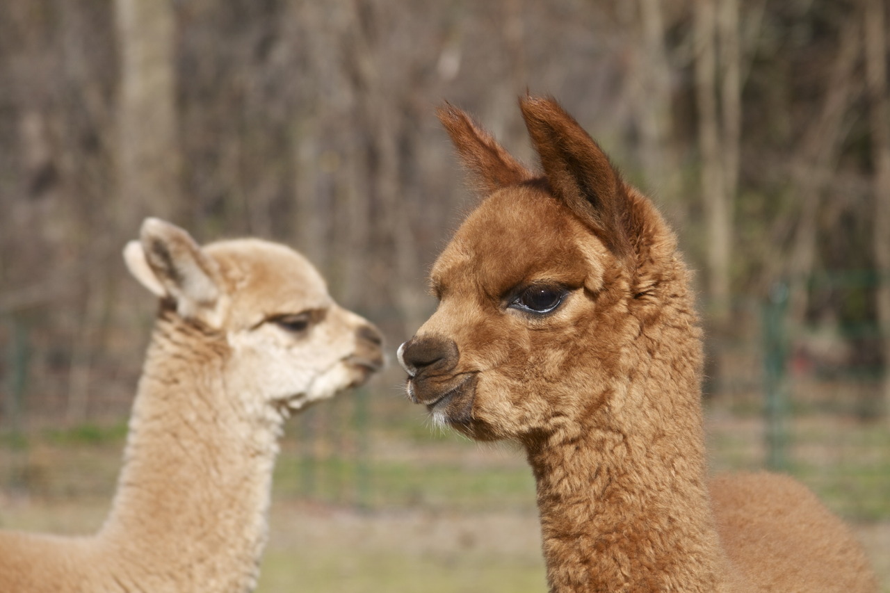 tenorjoshpage:  This years Alpaca Babies on our farm! So cute.  Brown: Barbery of