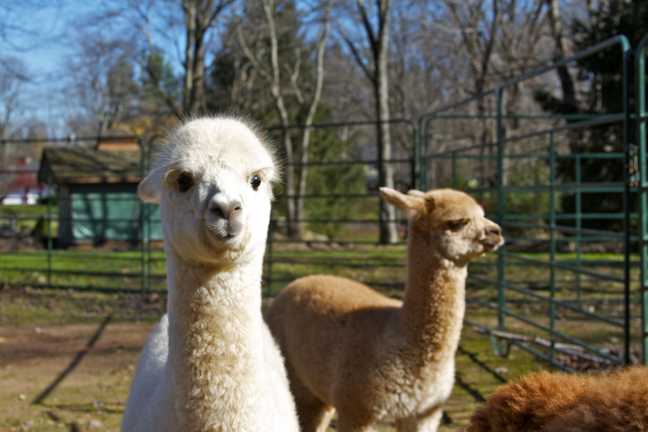 tenorjoshpage:  This years Alpaca Babies on our farm! So cute.  Brown: Barbery of