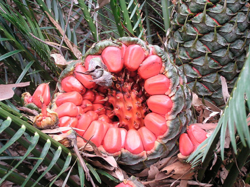 Poisonous Australian  Plants Macrozamia , Also known as wild pineapple, zamia is