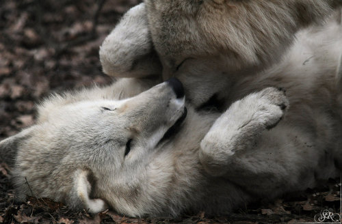 steampoweredrocket:  Whatcha thinking about?  Wolf things. 