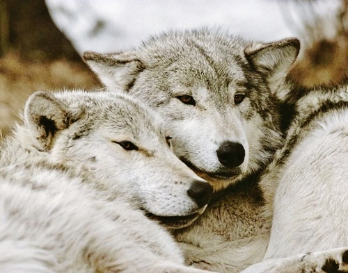 steampoweredrocket:  Whatcha thinking about?  Wolf things. 