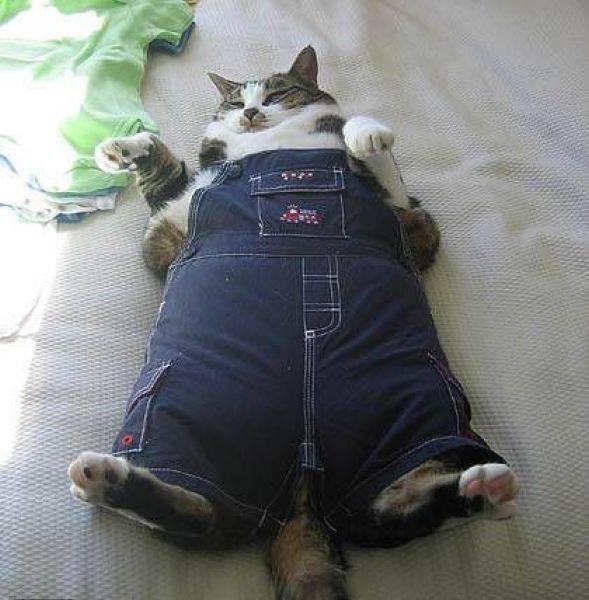 Fat cat overalls