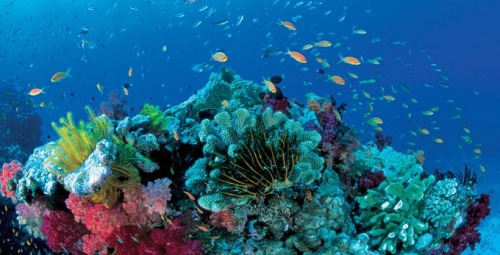 THE GREAT BARRIER REEF is one of the planet’s most famous natural wonders, stretching across 3