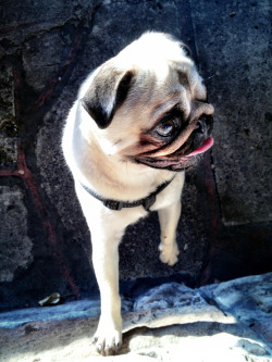 harrythepug:  We met some people at the park