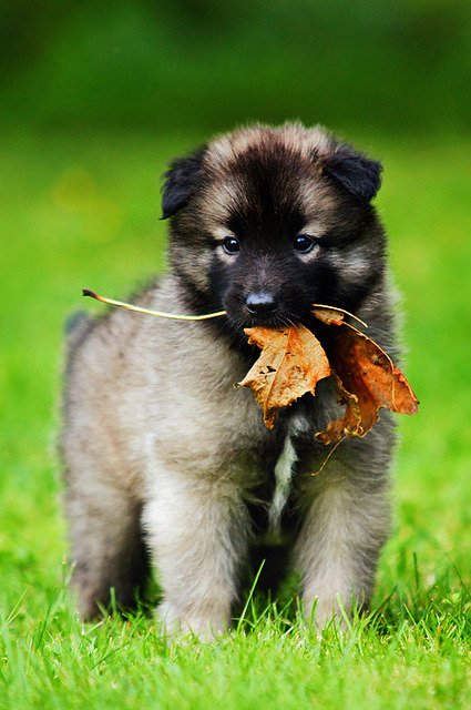 handsomedogs:  Belgian Tervuren sisters