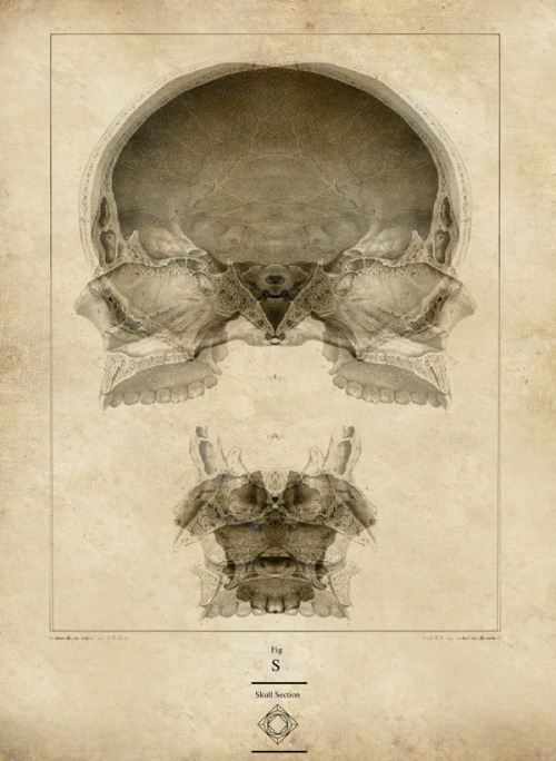 myampgoesto11: Gianpaolo Tucci: Anatomy - ἀνατέμνω