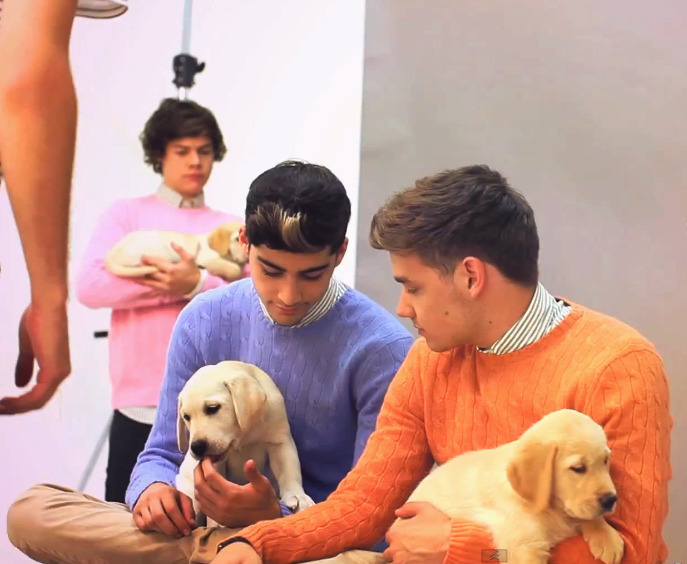 payneputsout:  harry thats a puppy not baby jesus 